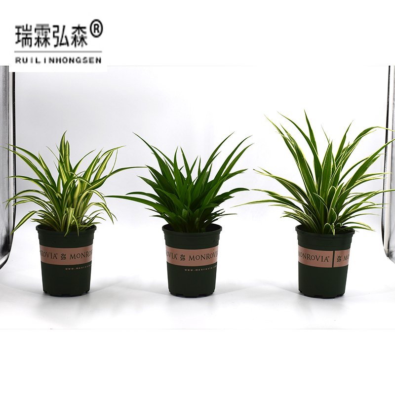 鲜花绿植
