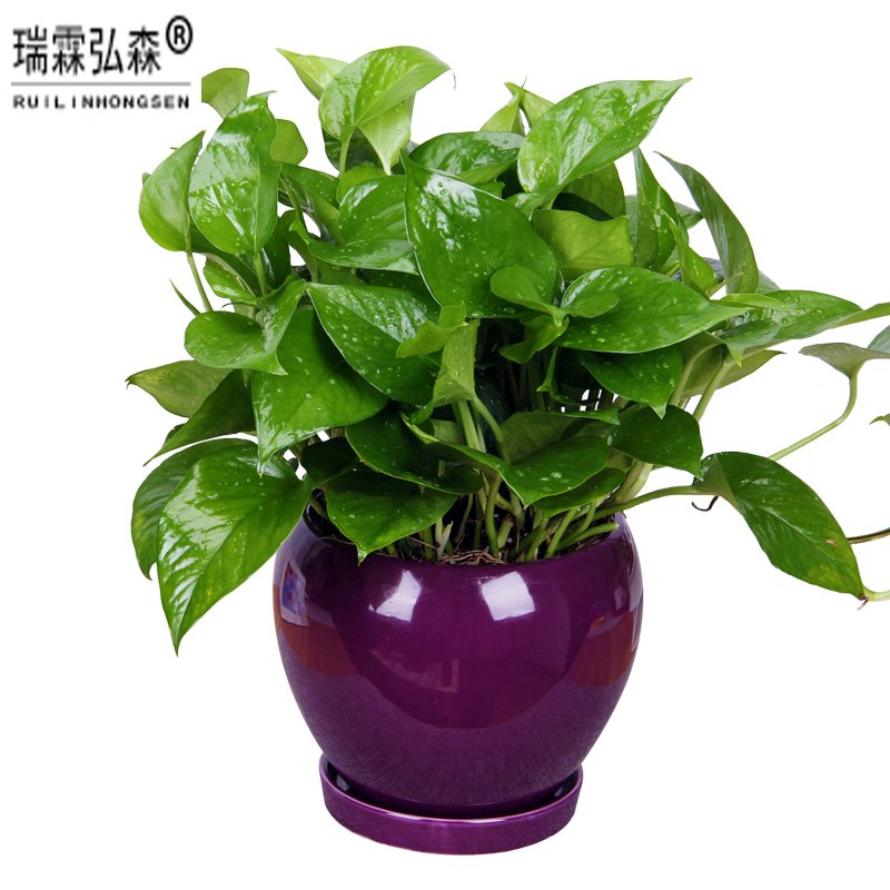 鲜花绿植