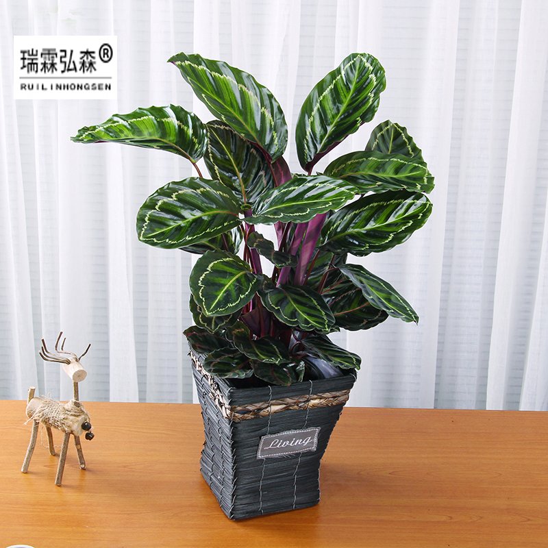 鲜花绿植