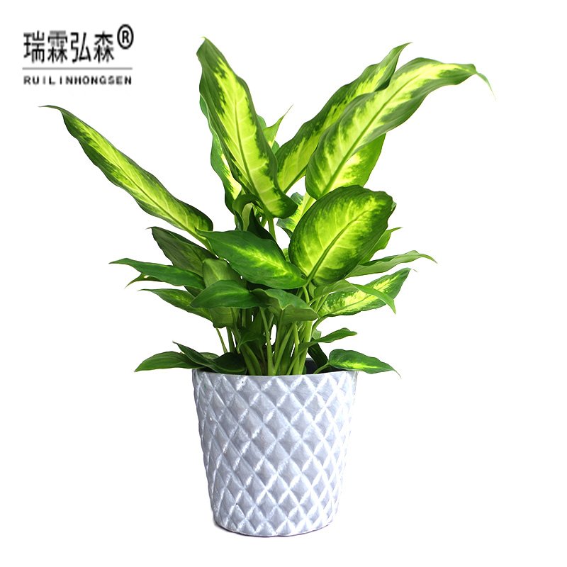 鲜花绿植