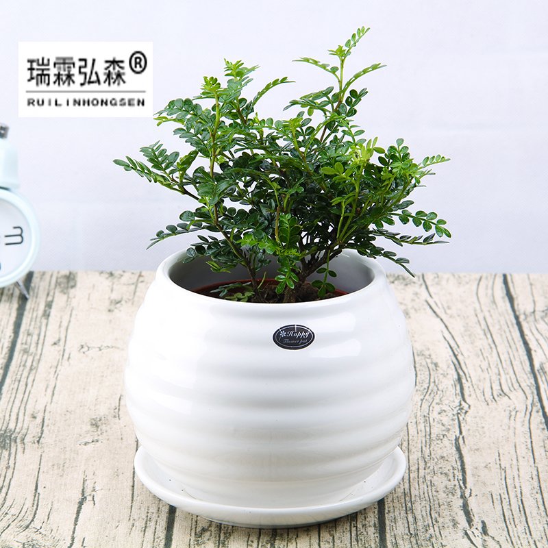 鲜花绿植