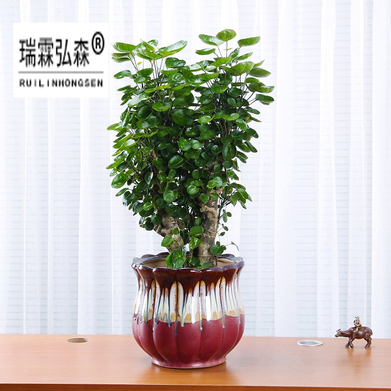 鲜花绿植