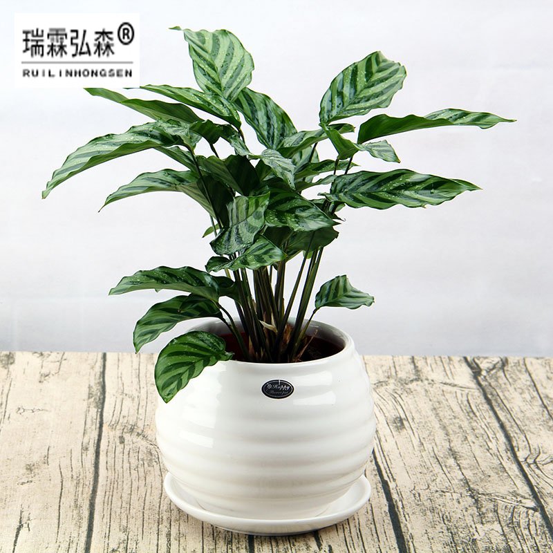 鲜花绿植