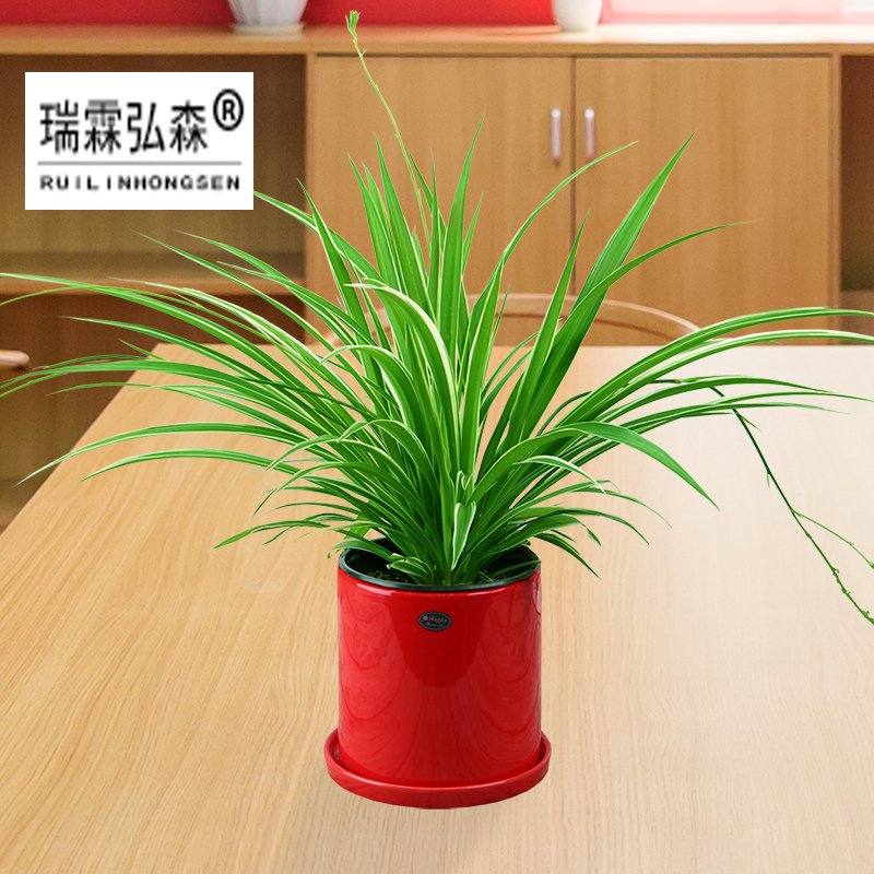 鲜花绿植