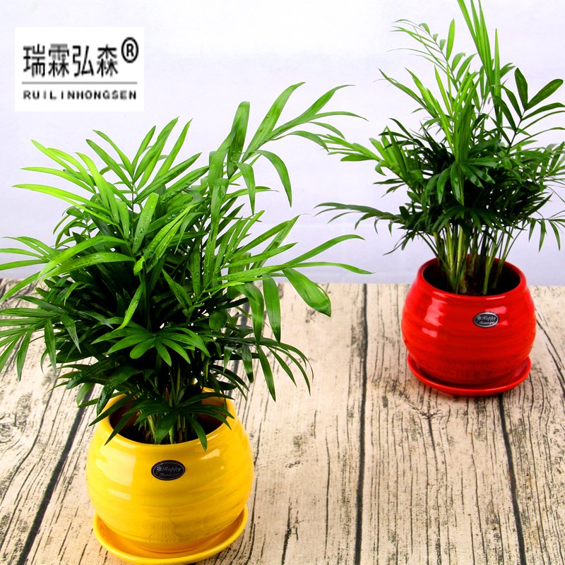 鲜花绿植