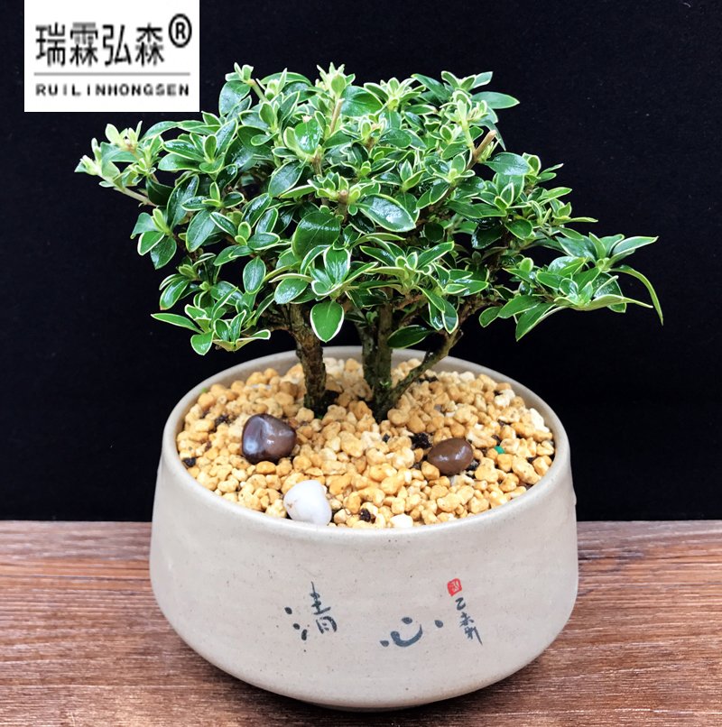 鲜花绿植