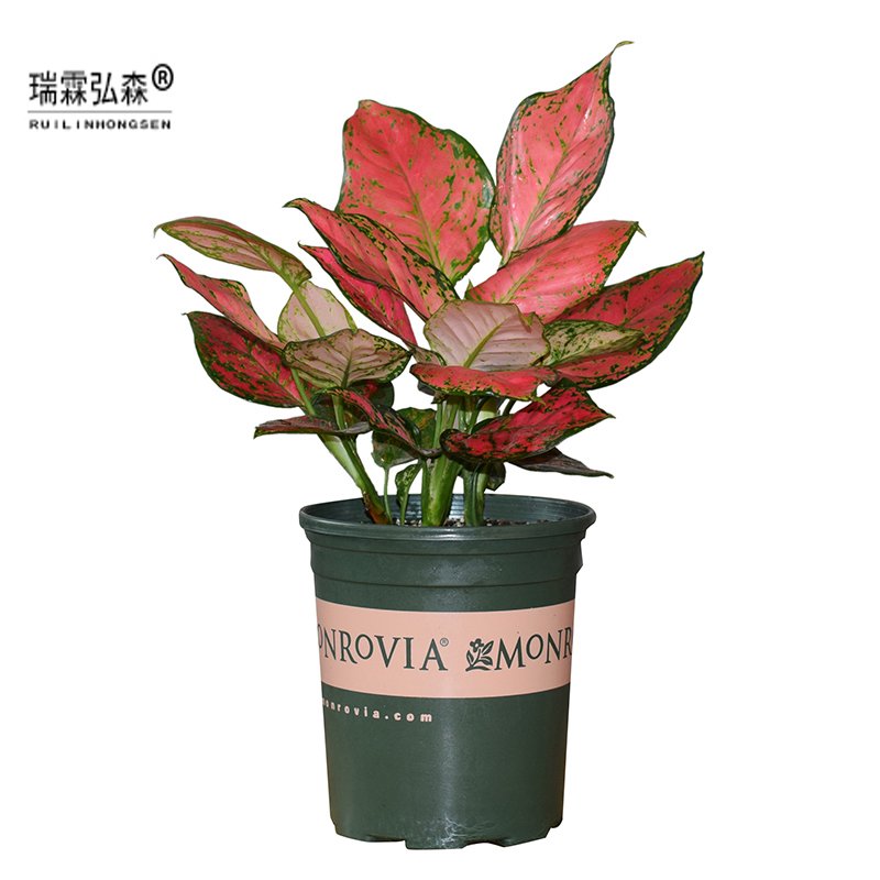 鲜花绿植