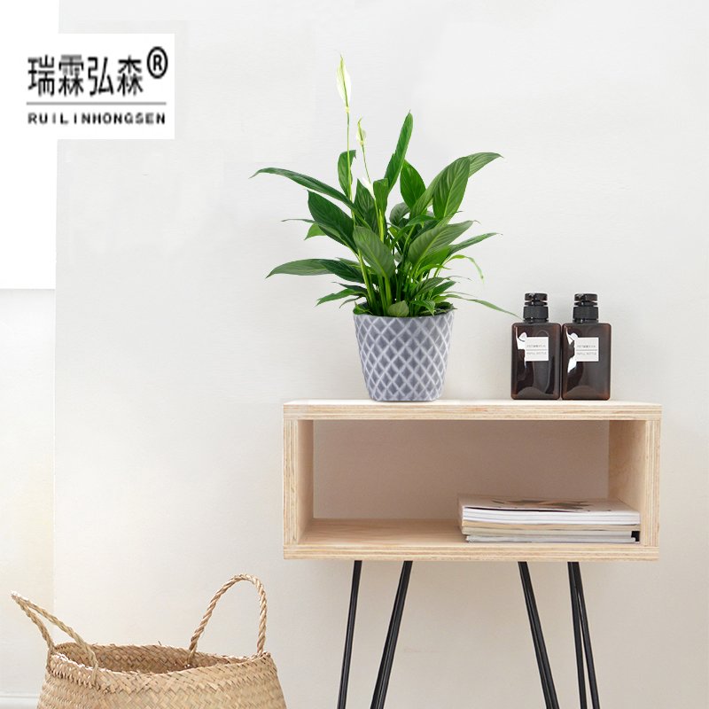 鲜花绿植