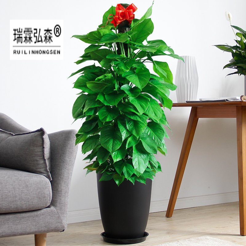 鲜花绿植