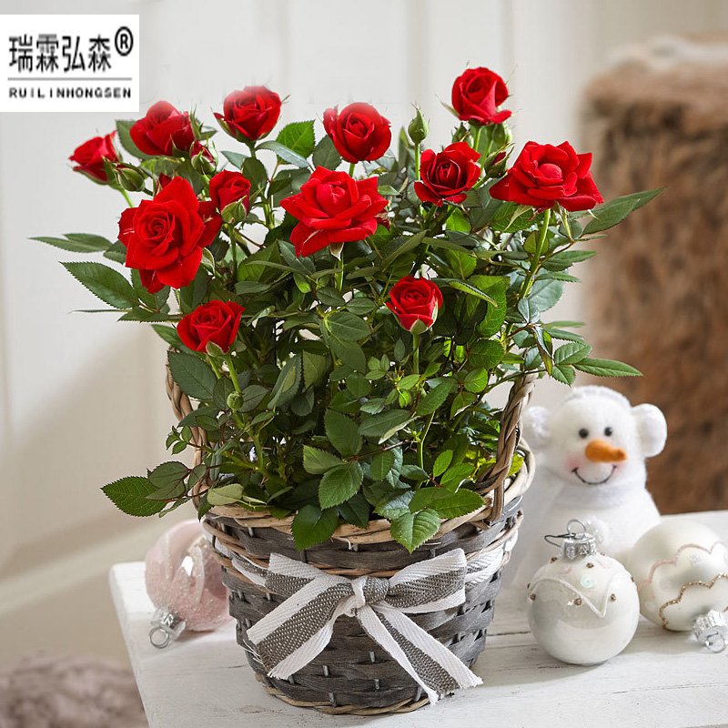 鲜花绿植