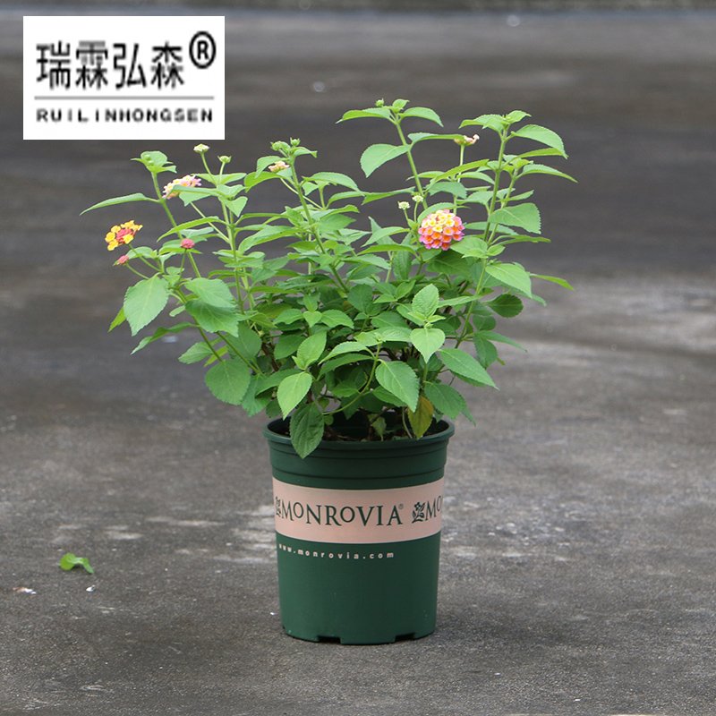 鲜花绿植