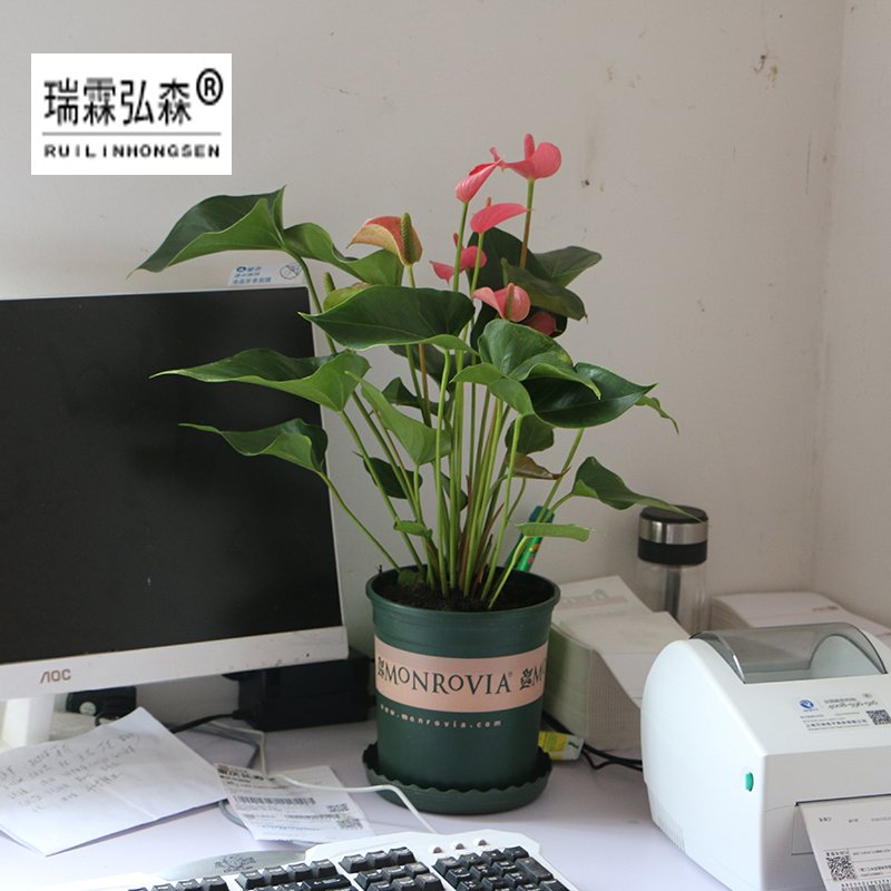 鲜花绿植