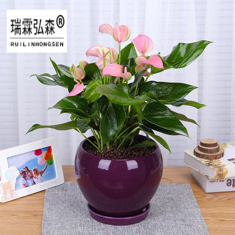 鲜花绿植