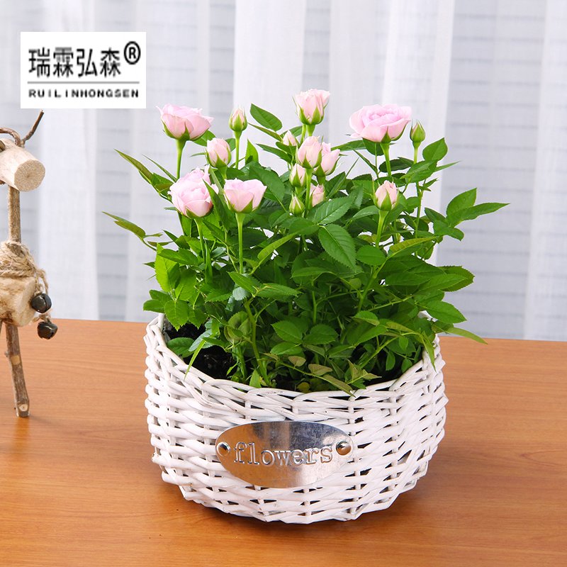 鲜花绿植