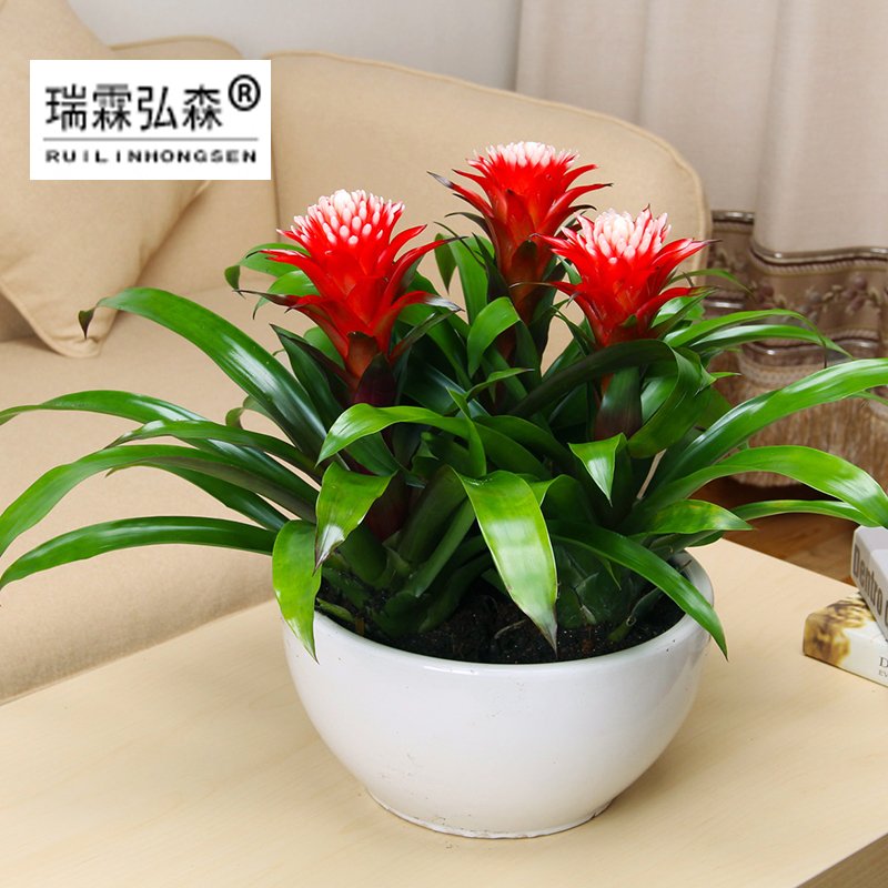 鲜花绿植