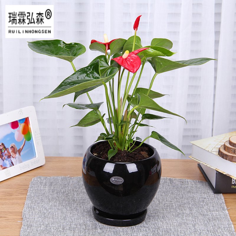 鲜花绿植