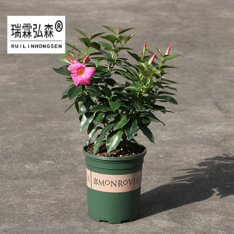 鲜花绿植