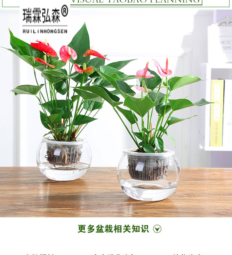 鲜花绿植