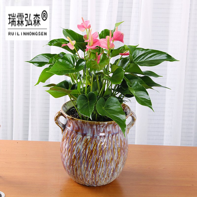 鲜花绿植