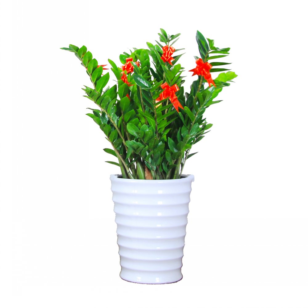 鲜花绿植