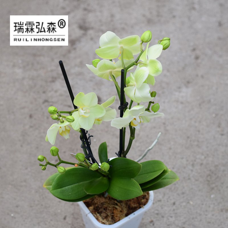 鲜花绿植
