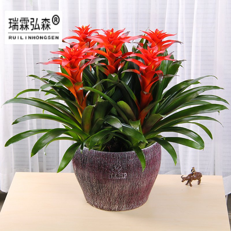 鲜花绿植