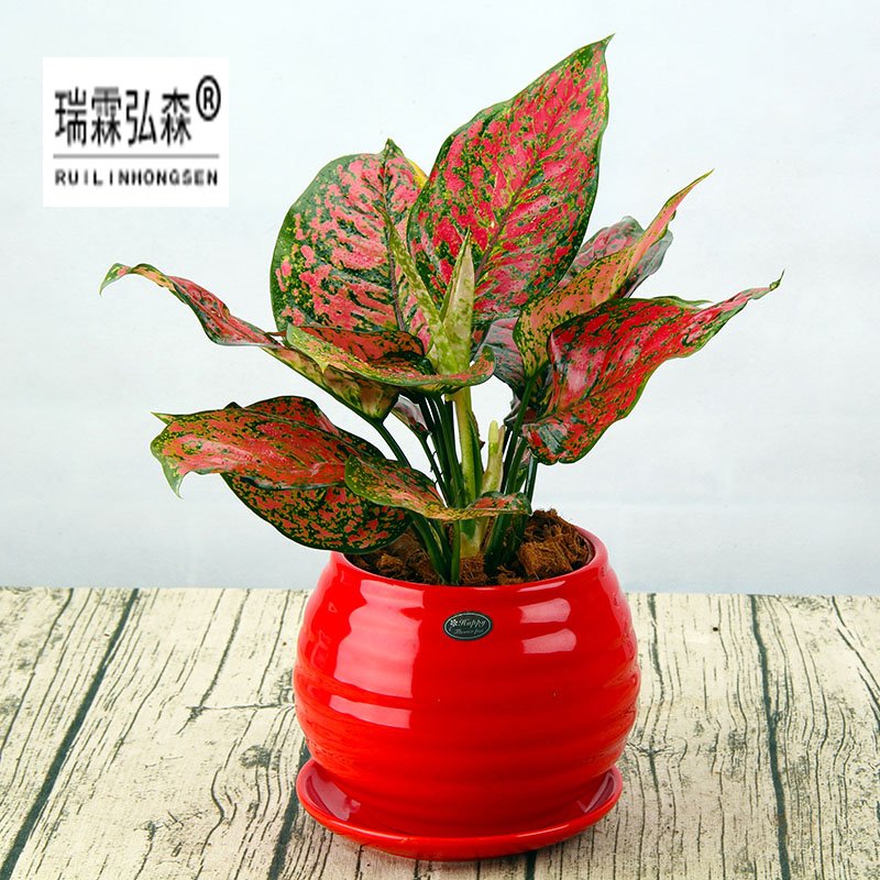 鲜花绿植