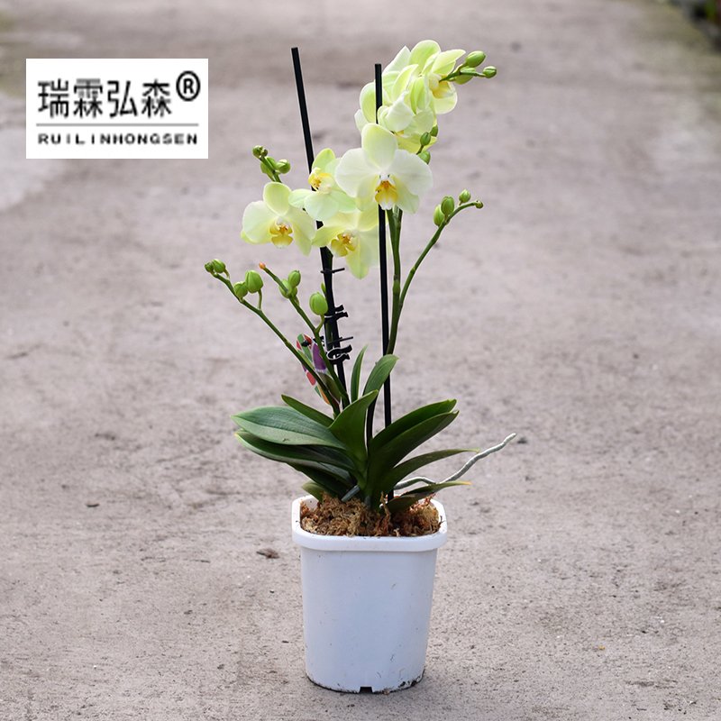 鲜花绿植