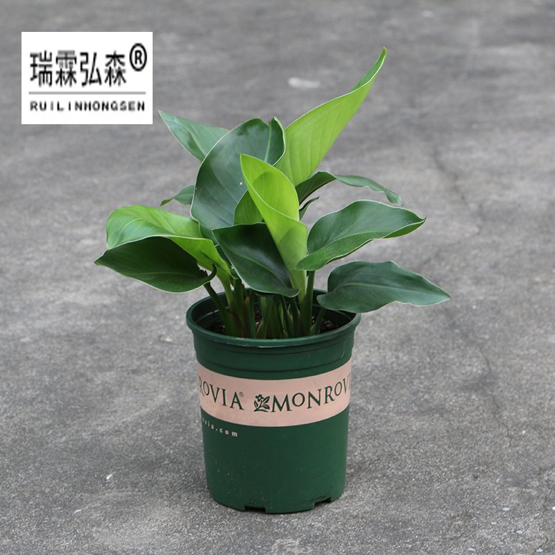 鲜花绿植