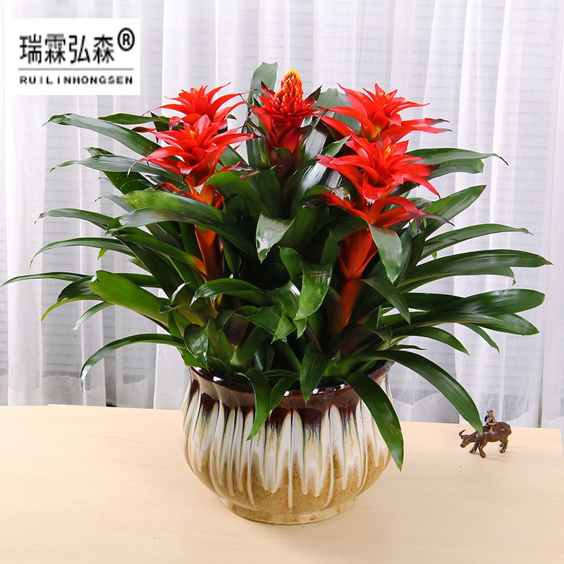 鲜花绿植