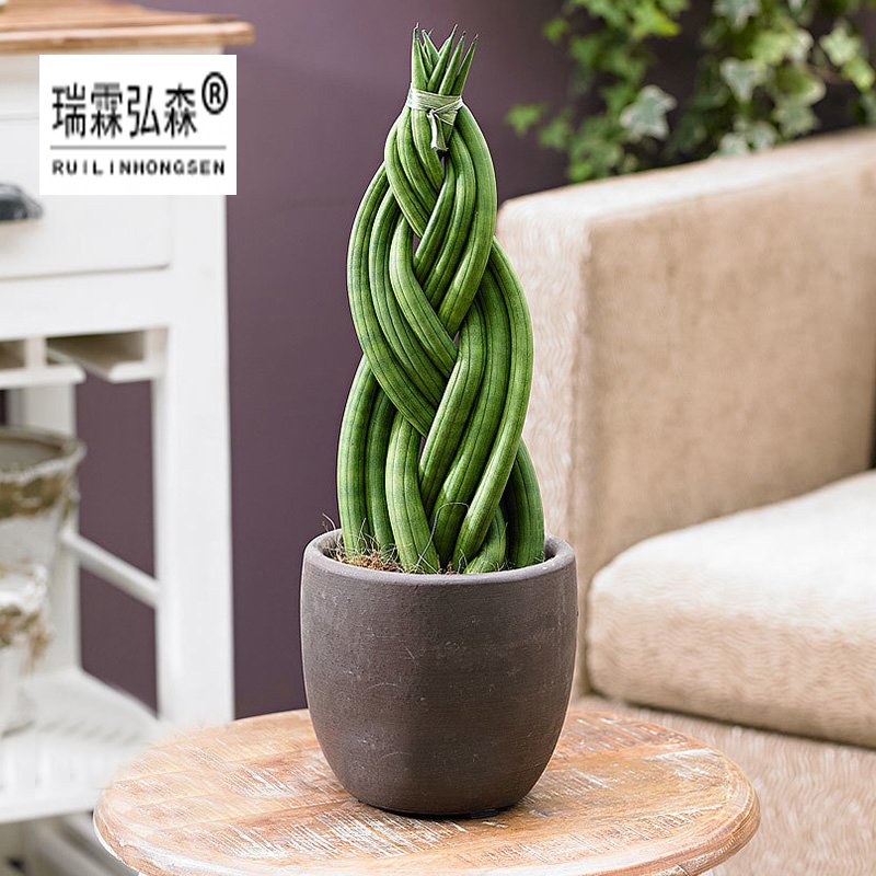鲜花绿植