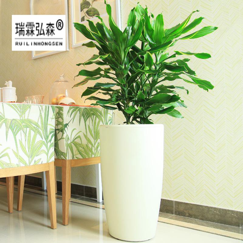 鲜花绿植
