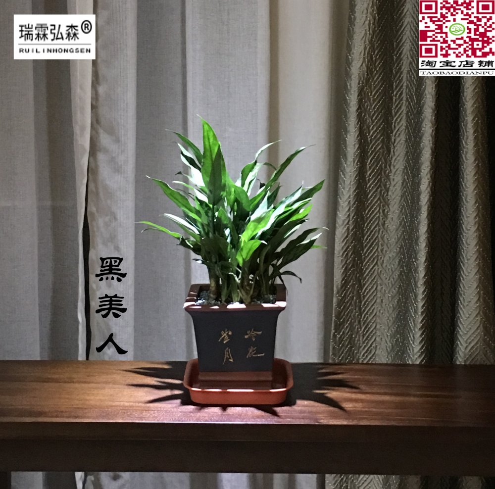 鲜花绿植