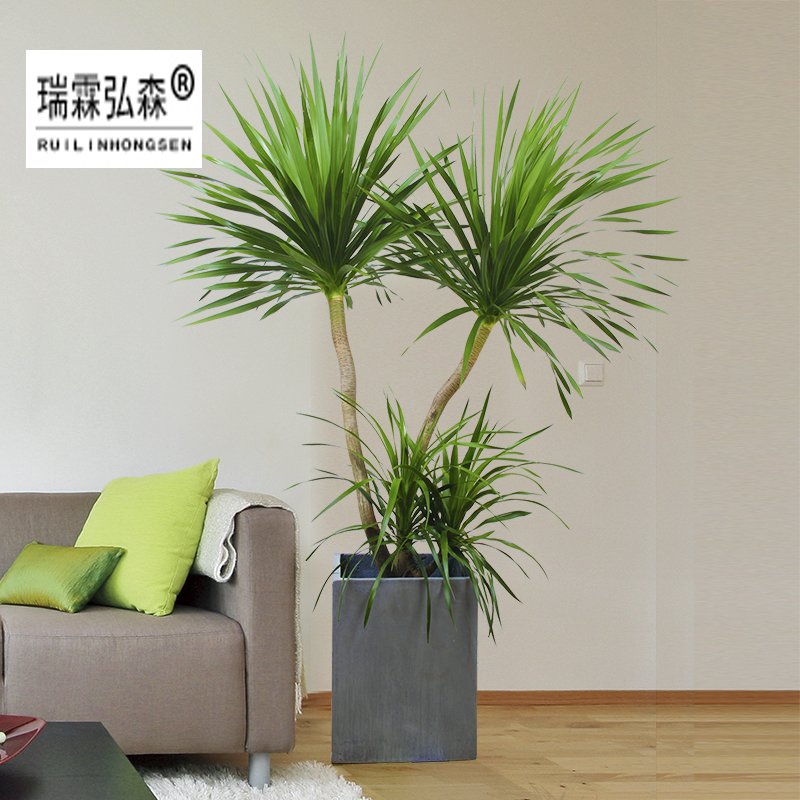 鲜花绿植
