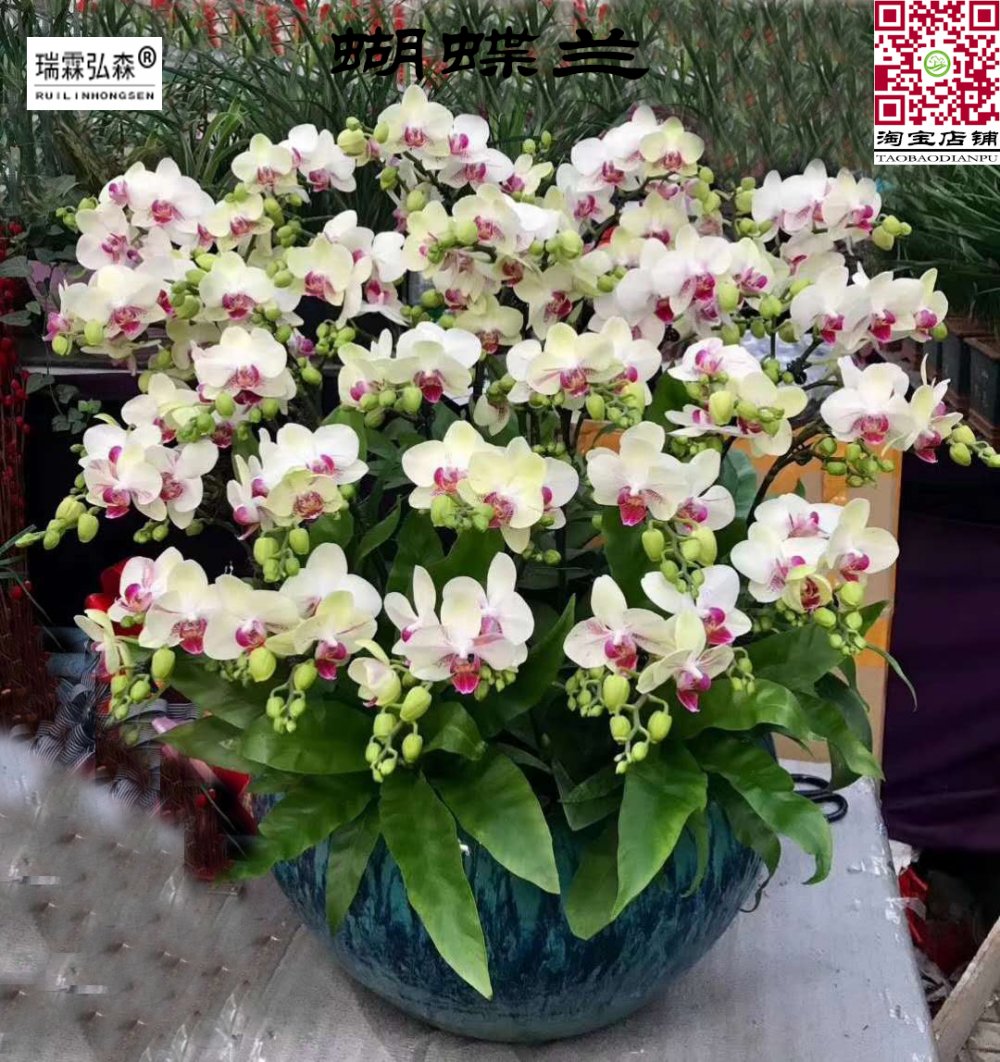 鲜花绿植
