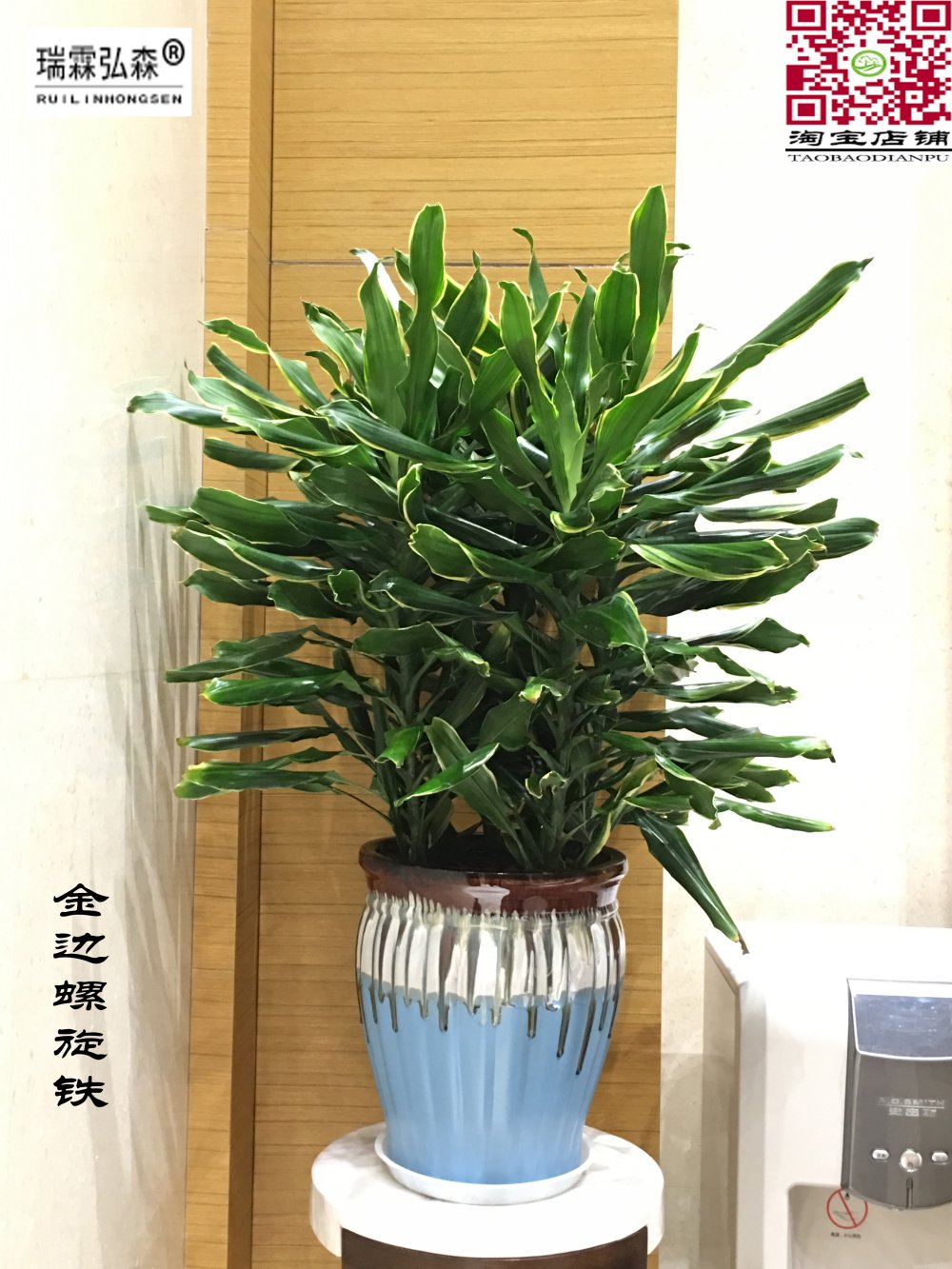 鲜花绿植