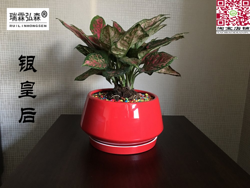 鲜花绿植