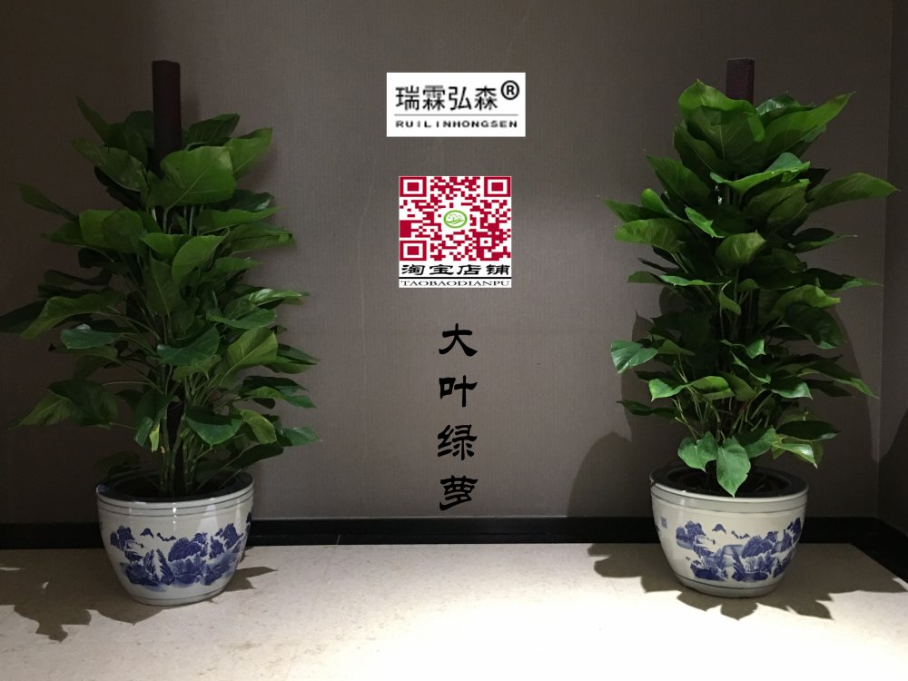 鲜花绿植
