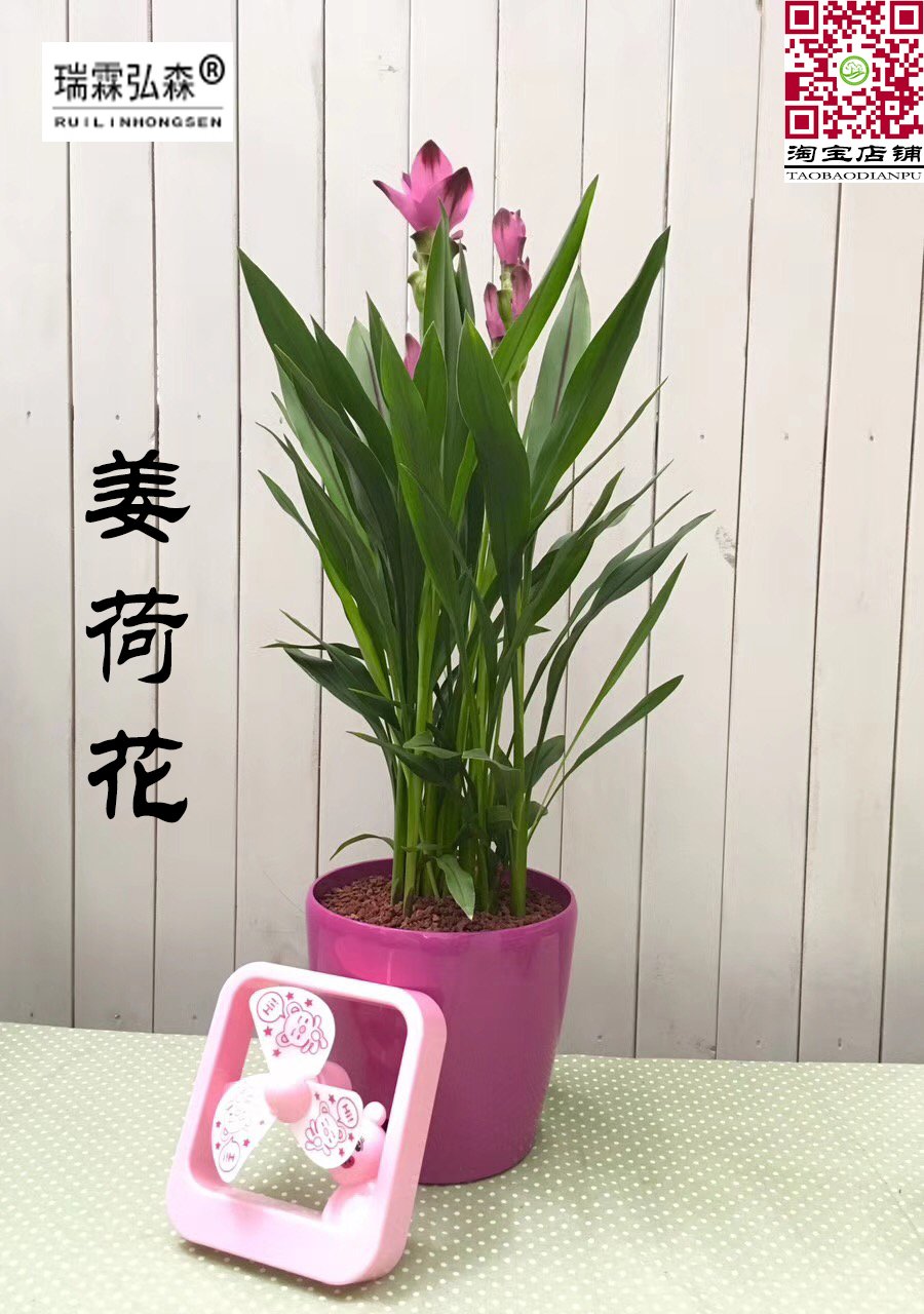 鲜花绿植