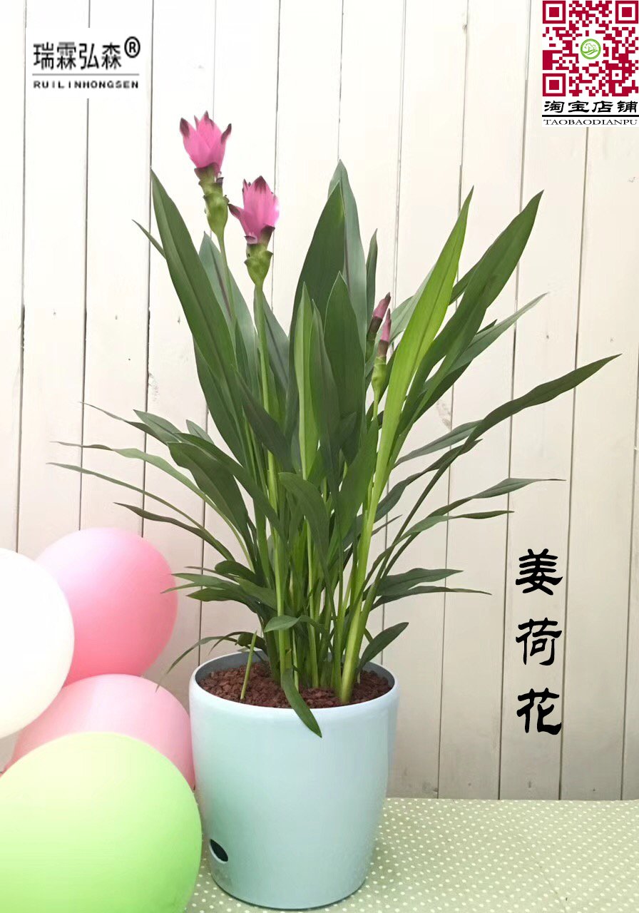 鲜花绿植