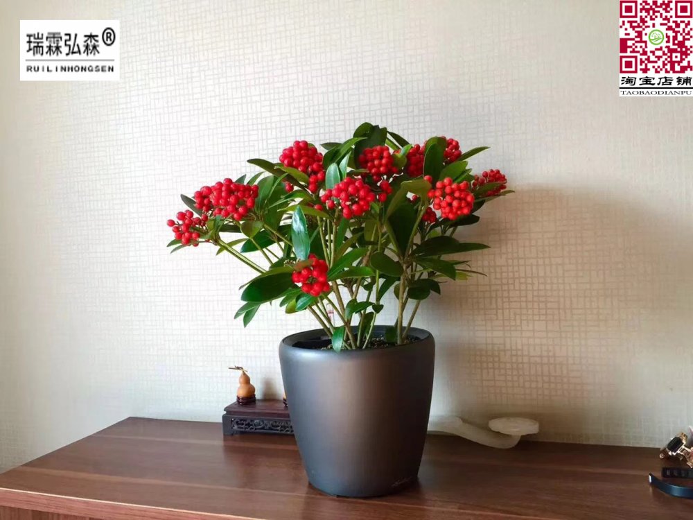 鲜花绿植