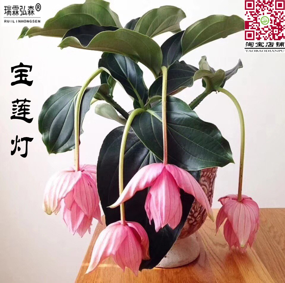 鲜花绿植