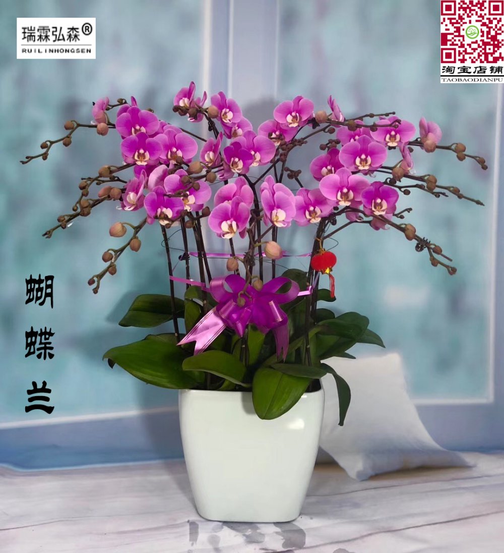 鲜花绿植