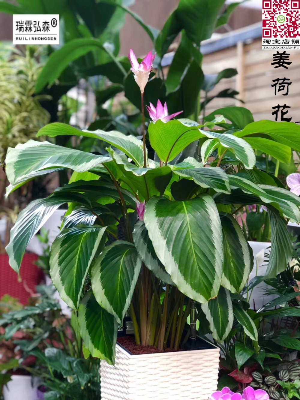 鲜花绿植