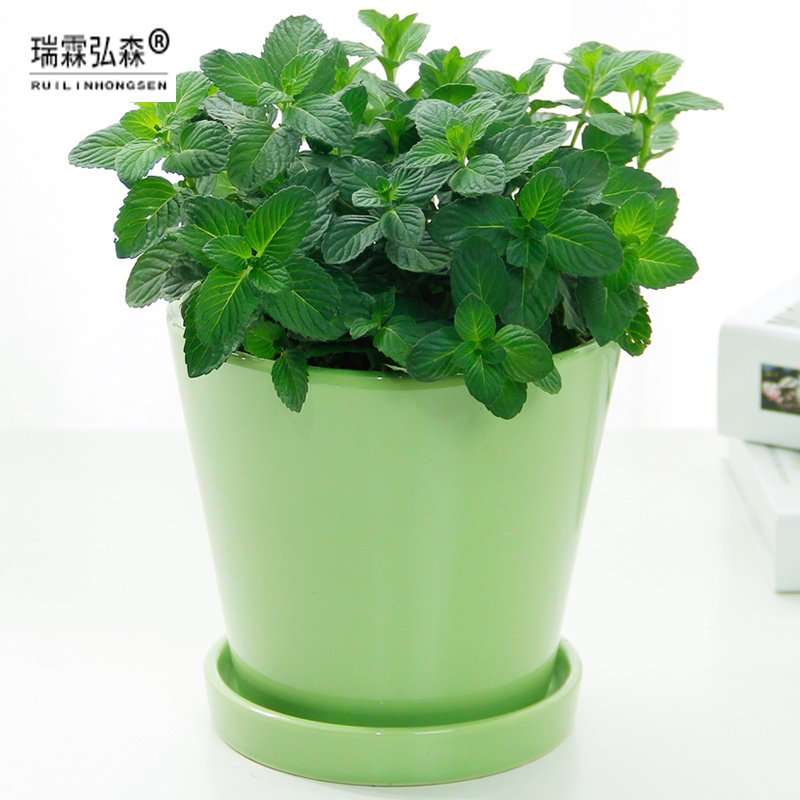 薄荷