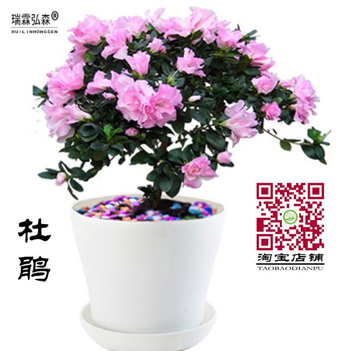 杜鹃