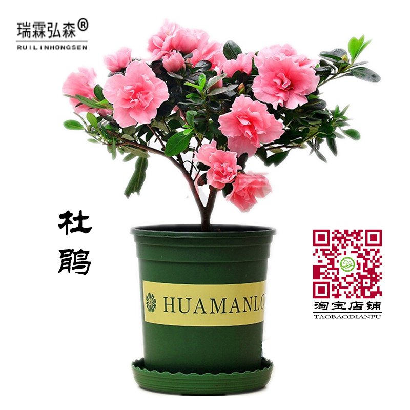 杜鹃