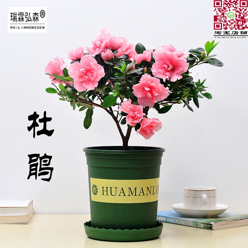 杜鹃花