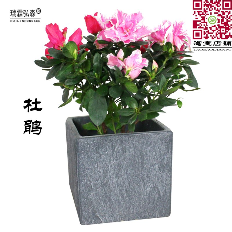 杜鹃放盆