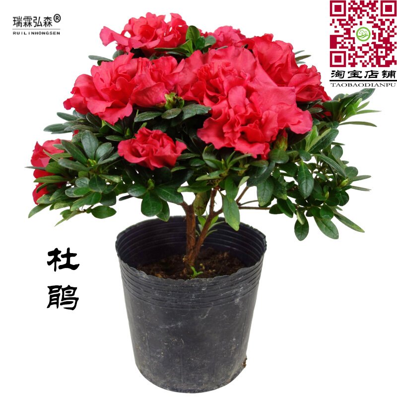 杜鹃花